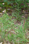 Tennessee purple coneflower